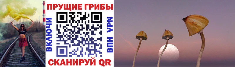 Псилоцибиновые грибы MAGIC MUSHROOMS  купить наркотик  Ветлуга 